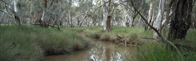 Environment Victoria | Wetland Worries