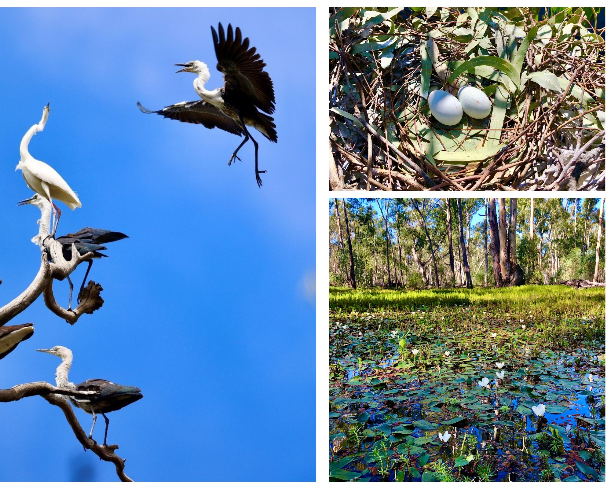 searching-for-resilience-in-the-murray-darling-basin-environment-victoria