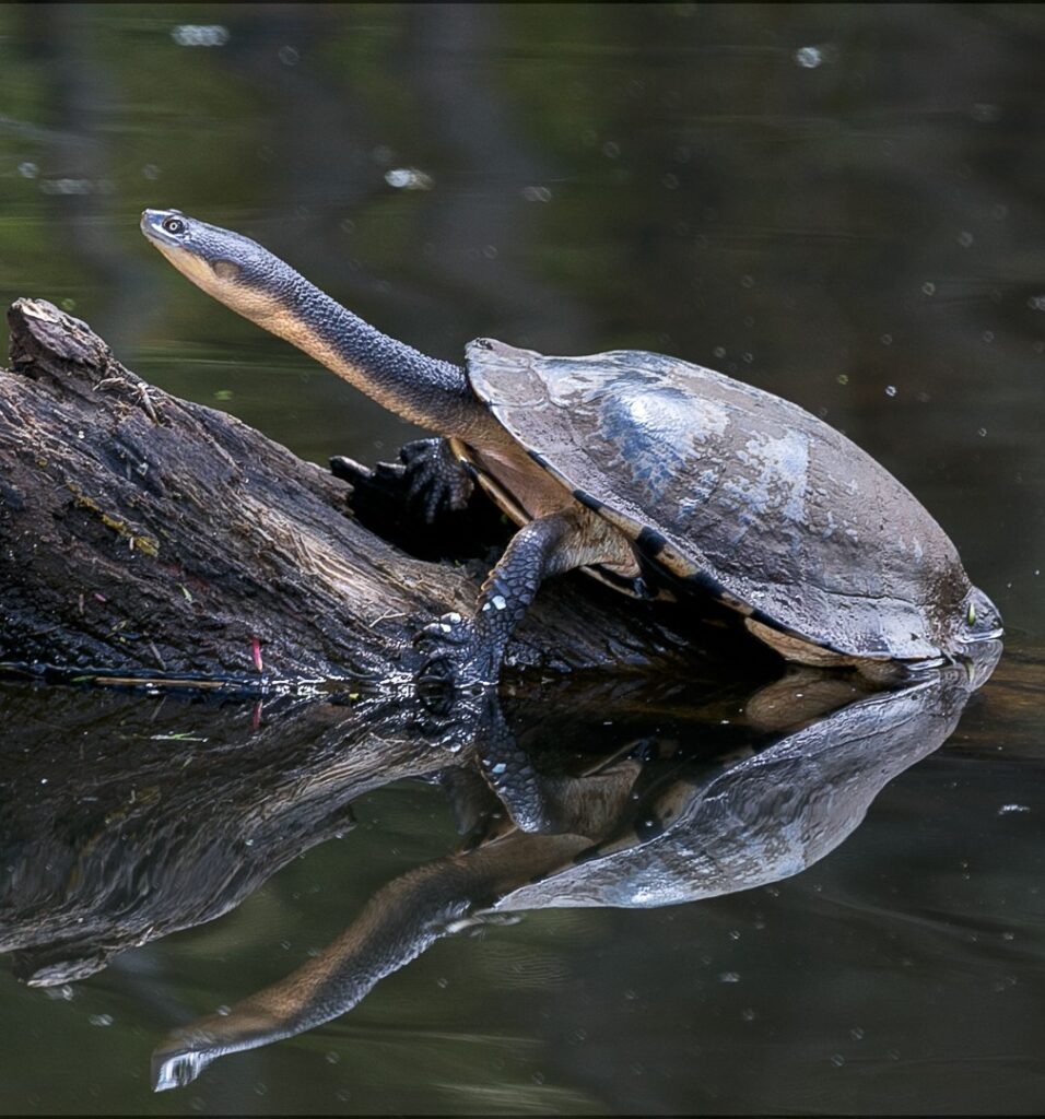 River stories: Restoring Country at Ryans Lagoon - Environment Victoria